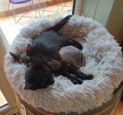 Stray Cat Cafe Gallery