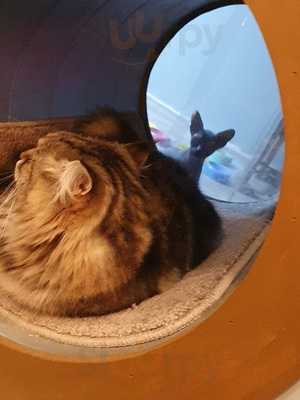 Stray Cat Cafe Gallery