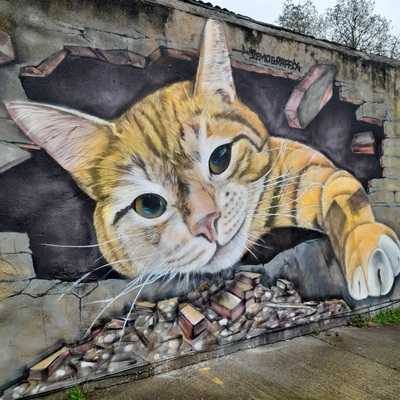 Stray Cat Cafe Gallery