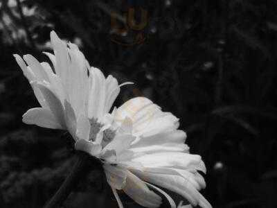 Magnesia Well Tea Room