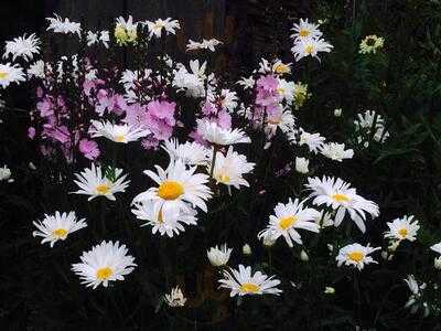 Magnesia Well Tea Room