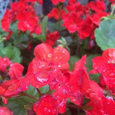 Magnesia Well Tea Room