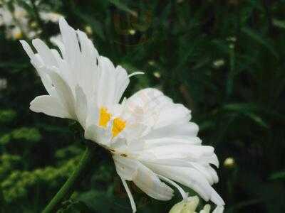 Magnesia Well Tea Room