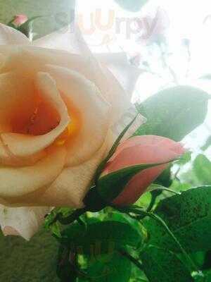 Magnesia Well Tea Room