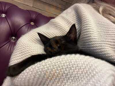 Kitty Cafe Leeds