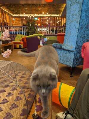 Kitty Cafe Leeds
