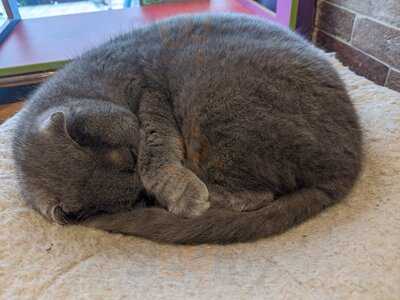 Kitty Cafe Leeds