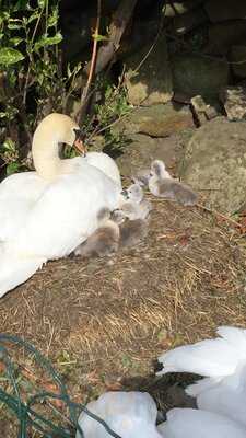 Brooklands Nurseries & Cafe Bar