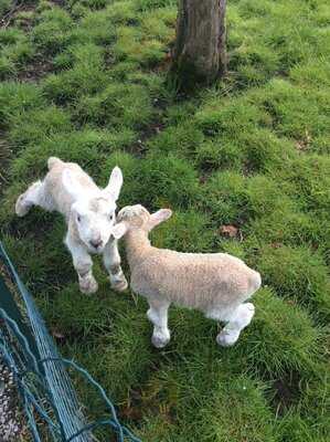 Brooklands Nurseries & Cafe Bar