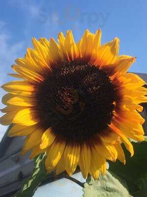 Fajitas Mexican Bar & Grill