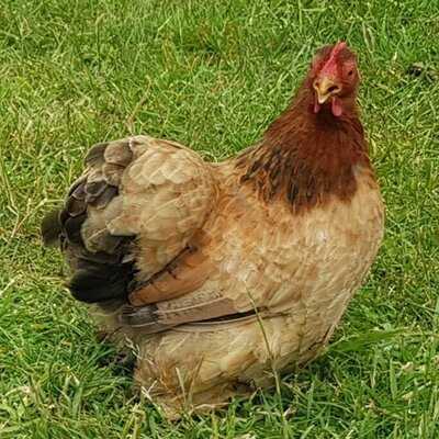 Manvell Farm Tea Room