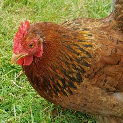 Manvell Farm Tea Room