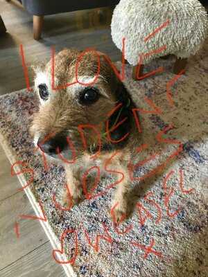 Tea Rooms At The Pet Cemetery