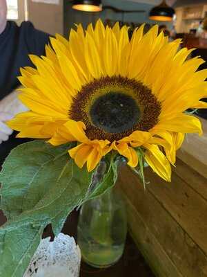 The Bulls Head Wilson