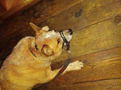 The Botanist Reading Bar & Restaurant