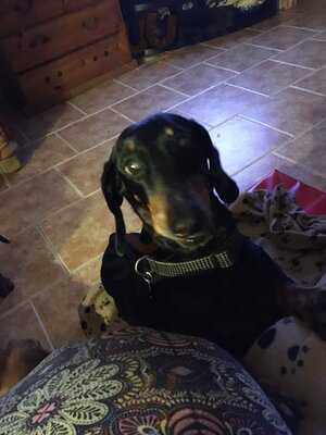 The Prince Of Wales Feathers