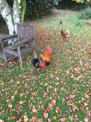 The Old Inn Widdecombe