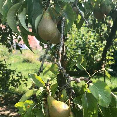Prinknash Abbey Monastery Shop & Cafe