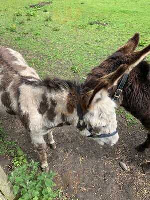 Saswick Farm Shop & Tea Rooms