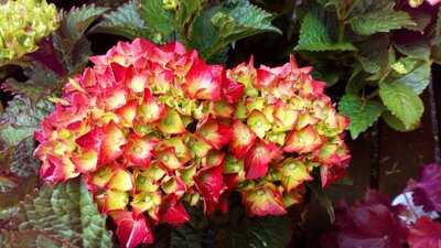 Glyndwr Plants Coffee Shop