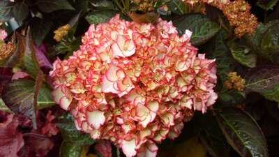 Glyndwr Plants Coffee Shop