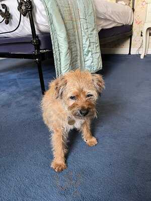 Food At The Bull, Beaumaris