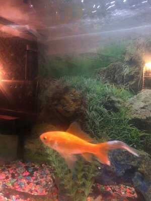 Ruposhi Indian Bar & Restaurant