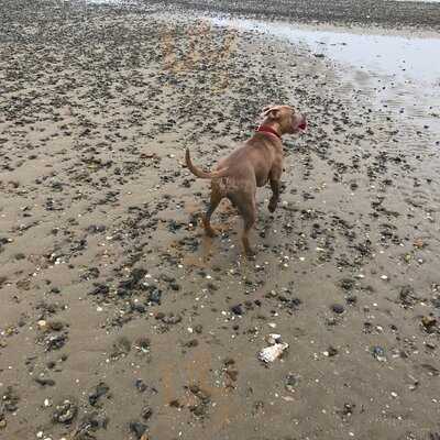 Mersea Island Fish Bar