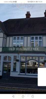 Old Walnut Tree