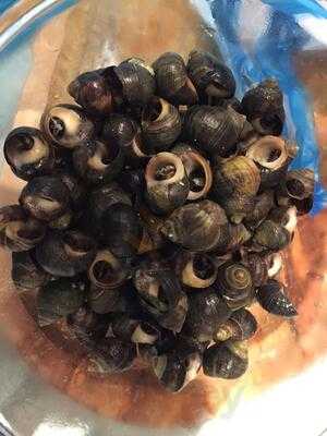 The Net Shop Jellied Eel Bar