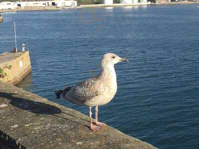 Duttons Cafe Continental