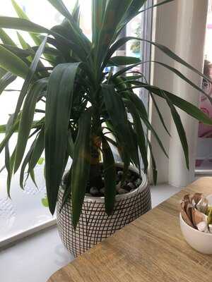 Georgios Coffee House