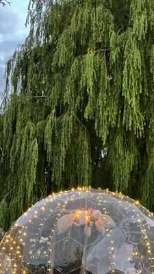 The Willow Tree