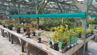 Lemon Tree Coffee Shop