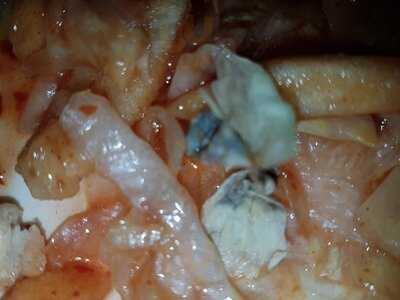 Mold Kebab & Pizza House