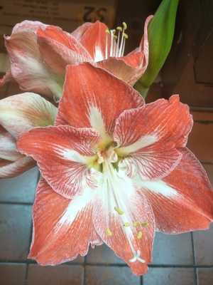 Maxims Chop Suey House