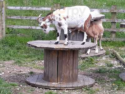 Animal Care Tea Room