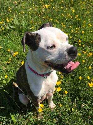 Animal Care Tea Room