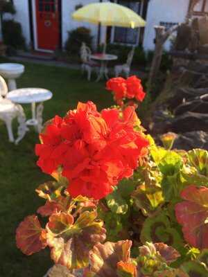 Woosey's Catch Of Conwy