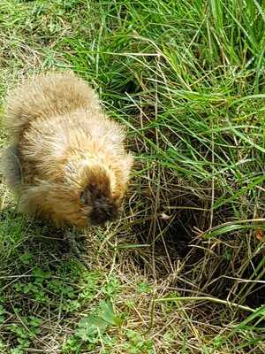 Samlesbury Hall Restauant