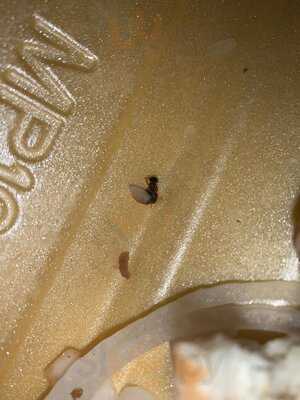 Superb Pizza & Kebab