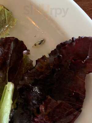 Queen’s Lane Coffee House