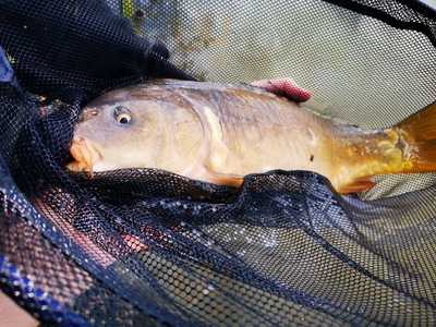 Moss Farm Fisheries Farm Shop & Cafe