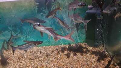 Rainbow City Takeaway