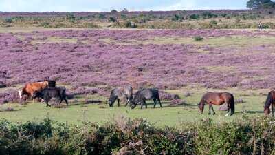 The Forest Deli Sway
