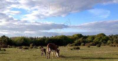 The Forest Deli Sway