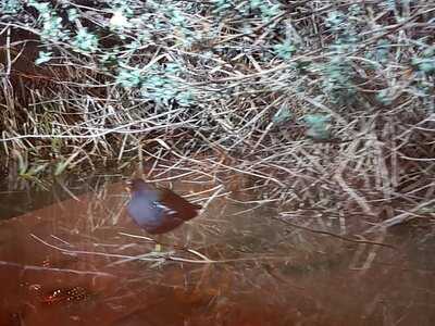 Canaletto Restaurant