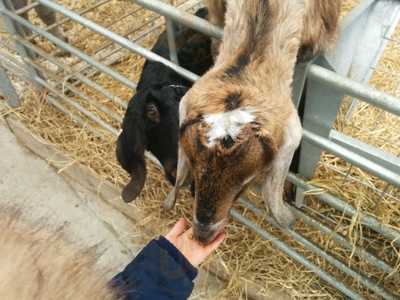 Owl's Cafe At Docker Park Farm