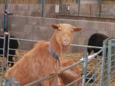 Owl's Cafe At Docker Park Farm