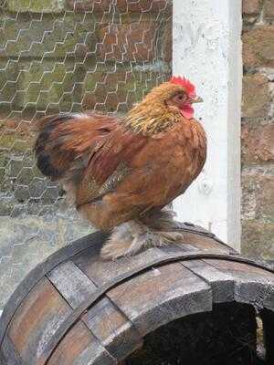 The Walled Garden Centre